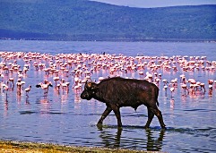 Lake Nakuru, Kenya