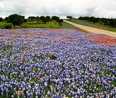 Bluebonnet Trail, Texas