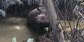 Javan Rhino captured by a camera trap in Ujung Kulon Wildlife Park, Java island, Indonesia. (AP Photo/World Wildlife Fund, HO)