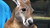 Woman fights to keep injured pet kangaroo (AP)