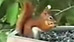 Angry bird takes on trespassing squirrel  (Y! Video)
