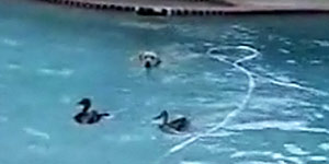 Pup defends pool from invading ducks (Y! Video)