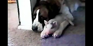 Dog and pig are cuddle buddies (Y! Video)