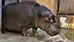 Zoo discovers embarassing mistake with hippo (Y! Video)