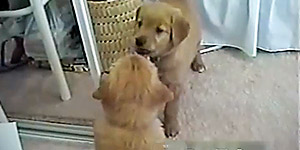 Puppy gets tough with its mirror image (Y! Video)