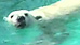 Polar bears get special perks during heat wave (AP)