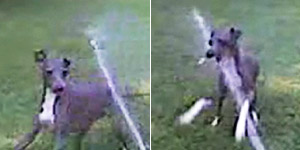 Dog loves running into water from hose (Y! Video)