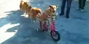 Bicycle dog leads canine conga line (Y! Video)