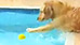 Pup is determined to get his tennis ball (Y! Video)