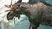 Rescuers rally to save moose trapped in pool (WMUR)