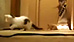 Vacuum gives kittens a run for their lives (Y! Video)