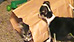 Puppy and kitten's paper-bag playdate (Y! Video)