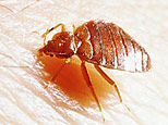 Bedbug (Getty Images)