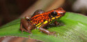 Poison-arrow frog