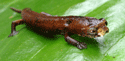 Salamander, genus Bolitoglossa