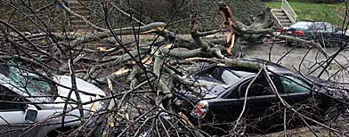 A tree downed during heavy rainstorms covers the tops of two parked cars in the Germantown section of Philadelphia on Sunday, March 14, 2010. (AP Photo/Jacqueline Larma)