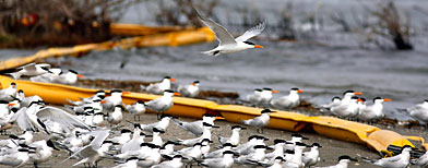 An oil boom is seen as Brown pelicans, terns and seagulls nest on Breton Island of the Gulf of Mexico.   (AP Photo/Gerald Herbert)