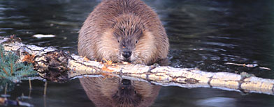 Beaver (Getty Images)