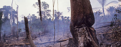 AMAZON, BRAZIL. Vicinitiy Rio Branco. Burning the forest to enlarge cattle ranches. (Getty Images)