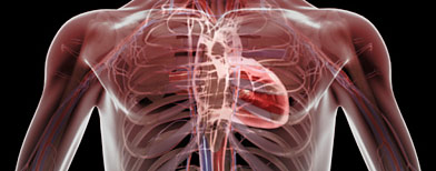 Diagram of heart and veins (Getty Images)