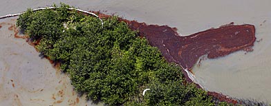 Oil collects on wetlands on Elmer's Island in Grand Isle, La., Thursday, May 20, 2010. (AP Photo/Patrick Semansky)