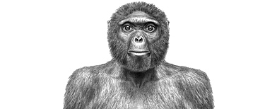 This undated file artist's rendering provided by the journal Science shows the probable life appearance in anterior view of Ardipithecus ramidus also known as "Ardi".  (AP)