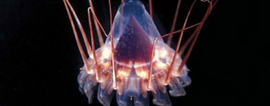 Deep sea jellyfish Peraphilla (AFP/Justin Marshall)