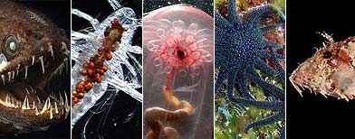 Dragonfish (AP), Eaugaptilis hyperboreus (AP), Transparent sea cucumber (AP), Sunflower Sea Stars (AFP), Scorpionfish (AFP)