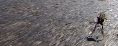 This Wednesday, May 26, 2010 image made from video provided by ALPHA TV shows a frog hopping across a section of key northern highway near the Greek town of Langadas, some 12 miles east of Thessaloniki. (AP Photo/ALPHA TV)