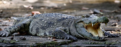 In this photo taken Tuesday, Nov. 17, 2009, a mixed breed of a Siamese and salt water crocodile is seen at Phnom Tamao Wildlife Rescue Center in Phnom Tamao village, Takoe province, about 45 kilometers (28 miles) south of Phnom Penh, Cambodia. (AP Photo/Heng Sinith)