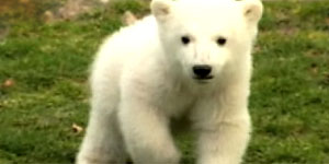 Knut the polar bear (Y! Video)