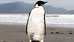 Recovering NZ penguin has active online life (AP)