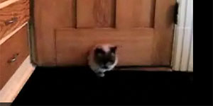 Struggling With The Cat Door  (Y! Video)