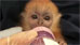 San Diego Zoo Officials Help Nurse Baby Silvered-Leaf Monkey (CBS2/KCAL)