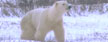 Polar bear (ABC)