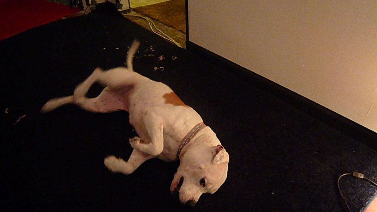 My Crazy Assed dog @ Yahoo! Video