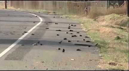 Experts puzzled about mass bird deaths @ Yahoo! Video