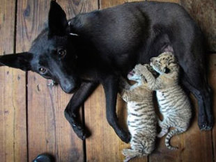 Baby+white+liger