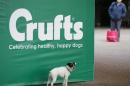 A dog poses for its owner on arrival for the first day of the Crufts Dog Show in Birmingham