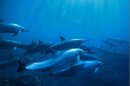 Naval Exercises Take Deadly Toll on Dolphins: Op-Ed