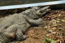 A West African Slender-snouted Crocodile is pictured in its enclosure at the zoo of Abidjan
