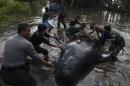 People work to remove a dead whale stranded on the coast of Pesisir beach in Probolinggo