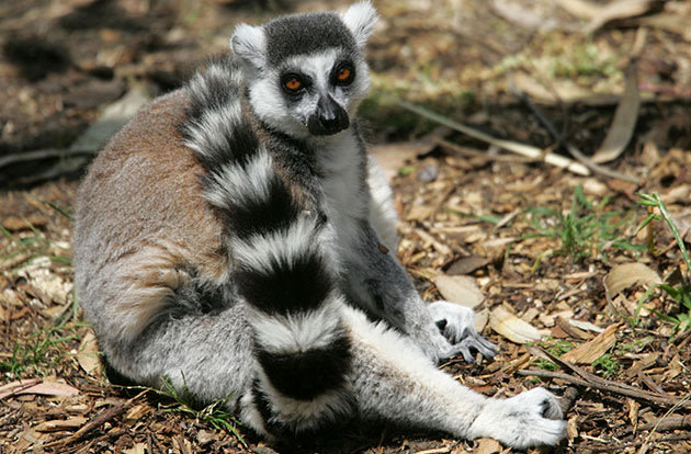 File photo of a ring-tailed lemur (Justin Sullivan/Getty Images)