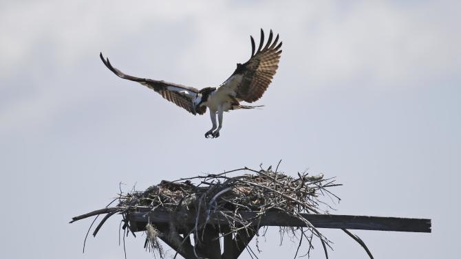 In this Friday, June 19, 2015 photo, In this Friday, June 19, 2015 photo, an Osprey returns to its nest in Seahorse Key, off Florida’s Gulf Coast. In May, Seahorse Key fell eerily quiet, as thousands of birds suddenly disappeared, and biologists are trying to find the reason why. U.S. Fish and Wildlife Service biologist Vic Doig said what was once the largest bird colony on the state’s Gulf Coast is now a “dead zone.”   (AP Photo/John Raoux)