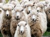 Κρήτη: Είχαν τα πρόβατα χωρίς... σκουλαρίκια και τα σκυλιά αλυσοδεμένα μέσα στον ήλιο