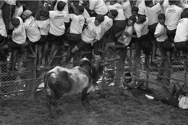  - jallikattu004-jpg_104012