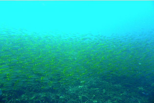 A school of Yellowtails welcome divers at the Terumbu Kili dive site in Pulau Redang, Malaysia.
