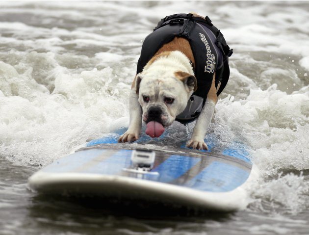 A dog rides a wave at a surf …