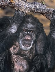 Esta fotografía sin fecha proporcionada por el albergue Wildlife Way Station muestra a Booie el chimpancé. Booie, que logró dejar de fumar, estaba siendo tratado de un problema cardiaco cuando falleció el sábado 11 de diciembre de 2011 a los 44 años. (Foto AP/Wildlife Way Station, Dave Welling)