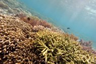 Os "oceanos do mundo inteiro correm o grande risco de entrar em uma fase de extinção das espécies marinhas", alertam.